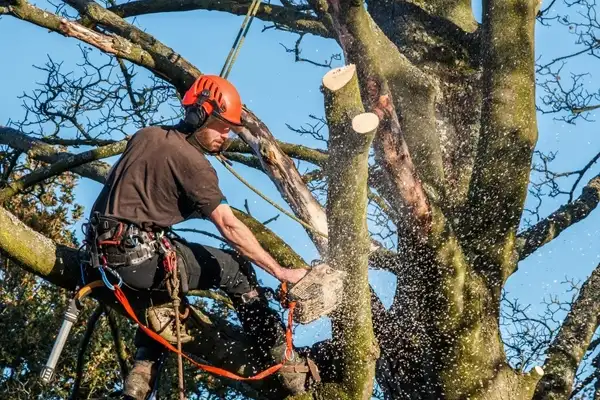 Tree Cutting Service