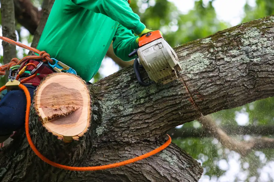 Excellent Tree Trimming Antioch CA