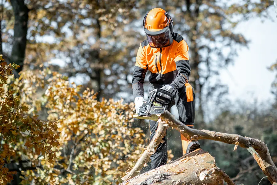 How To Identify When Your Trees Need Cutting Or Pruning Antioch CA