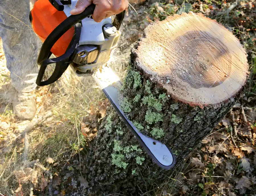 How To Identify When Your Trees Need Cutting Or Pruning in Antioch CA