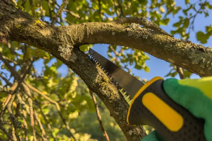 Professional Tree Trimming Antioch CA