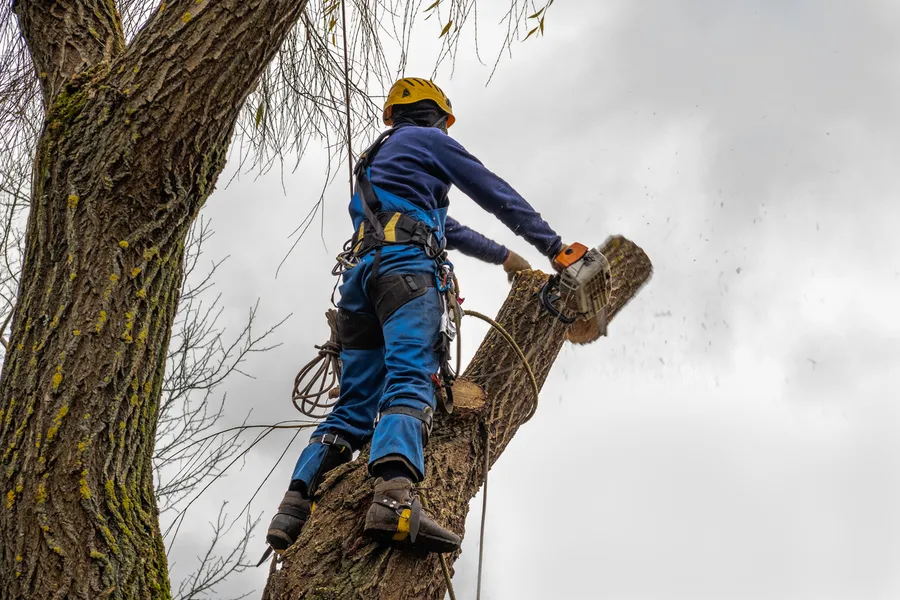 Reliable Tree Cutting Service Antioch CA
