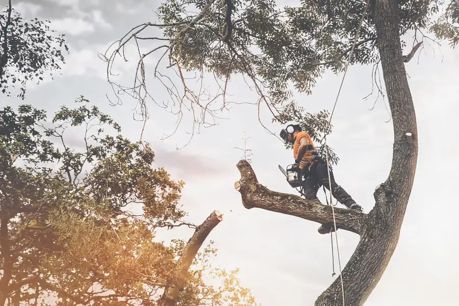 Reputable Tree Cutting Service Antioch CA