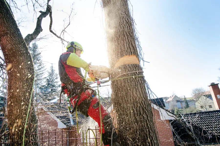 Superior Tree Cutting Service Antioch CA