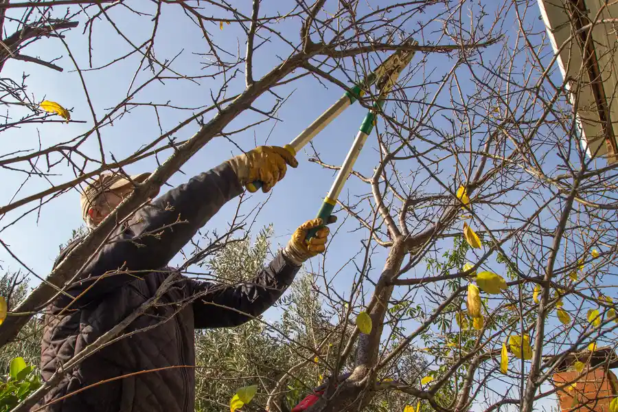 The Benefits Of Regular Tree Trimming For Tree Health Antioch CA
