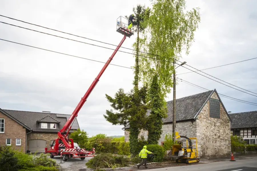 The Benefits Of Regular Tree Trimming For Tree Health in Antioch CA