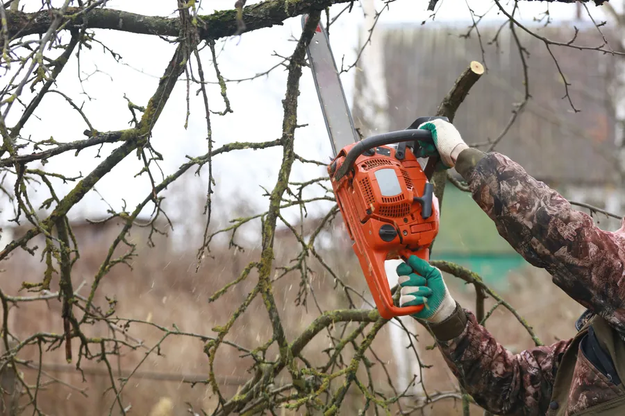 Top-rated Tree Trimming Antioch CA
