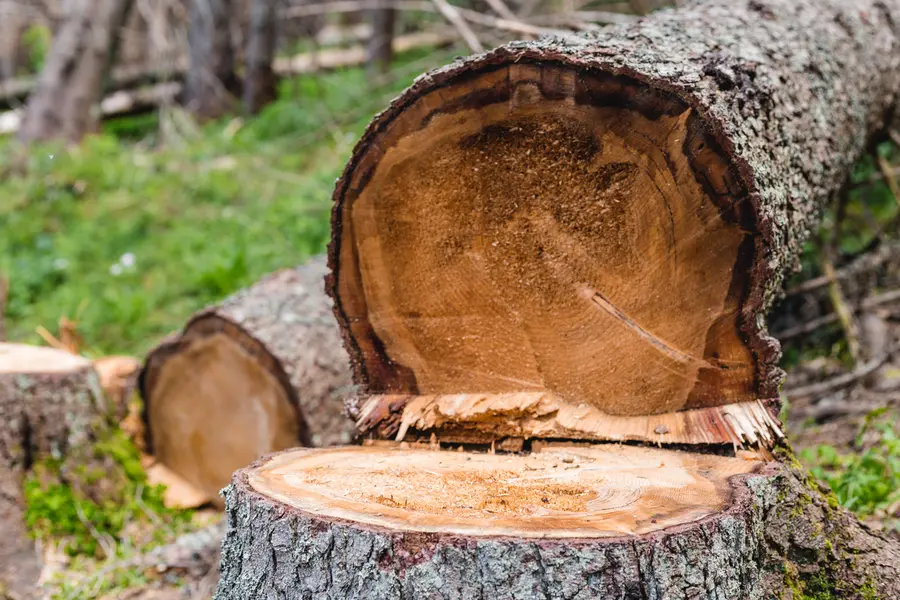 Understanding The Tree Cutting Process For Better Results in Antioch CA