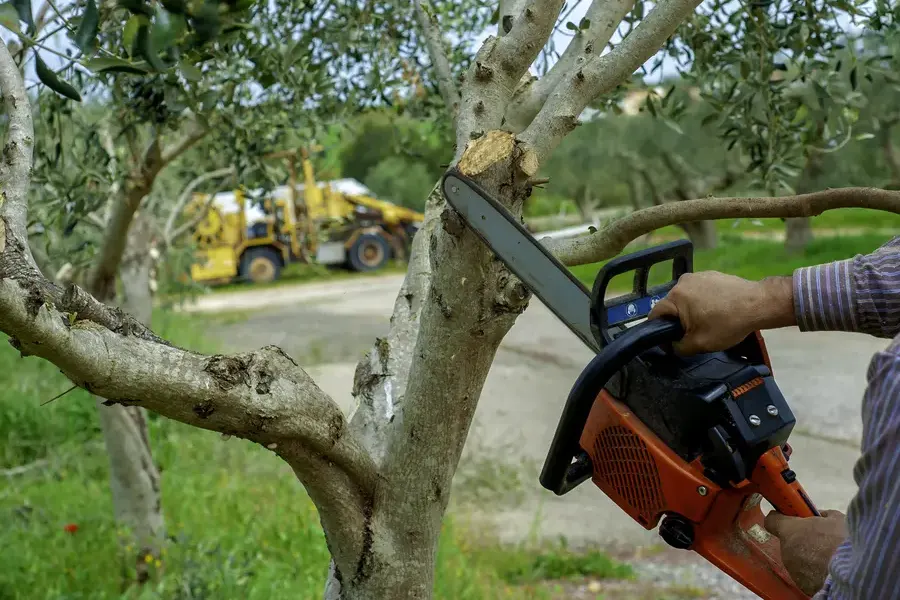 When To Schedule Tree Trimming To Promote Healthy Growth Antioch CA