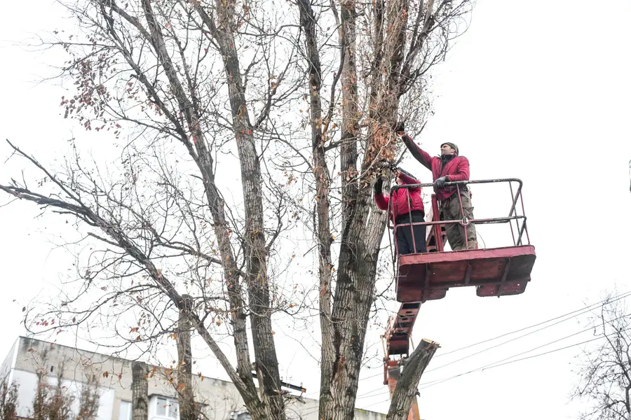 When To Schedule Tree Trimming To Promote Healthy Growth in Antioch CA